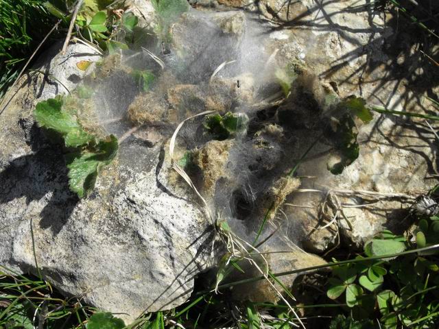 Ragnatela senza ragno (Agelenidae)